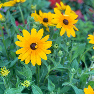 Meet your Posher, Sheryl